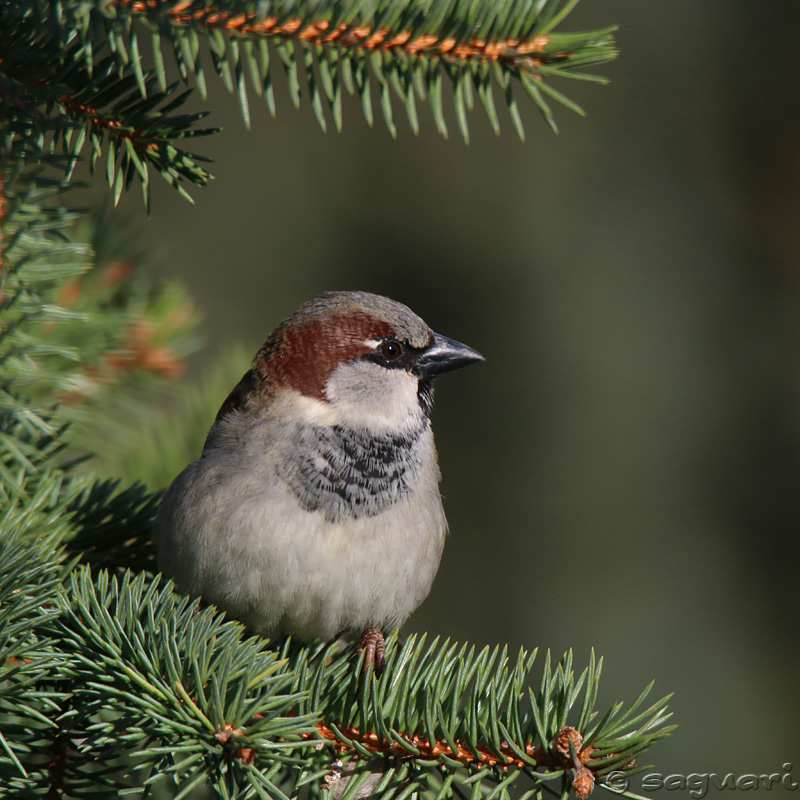 Passer domesticus (vrabec domový) 11