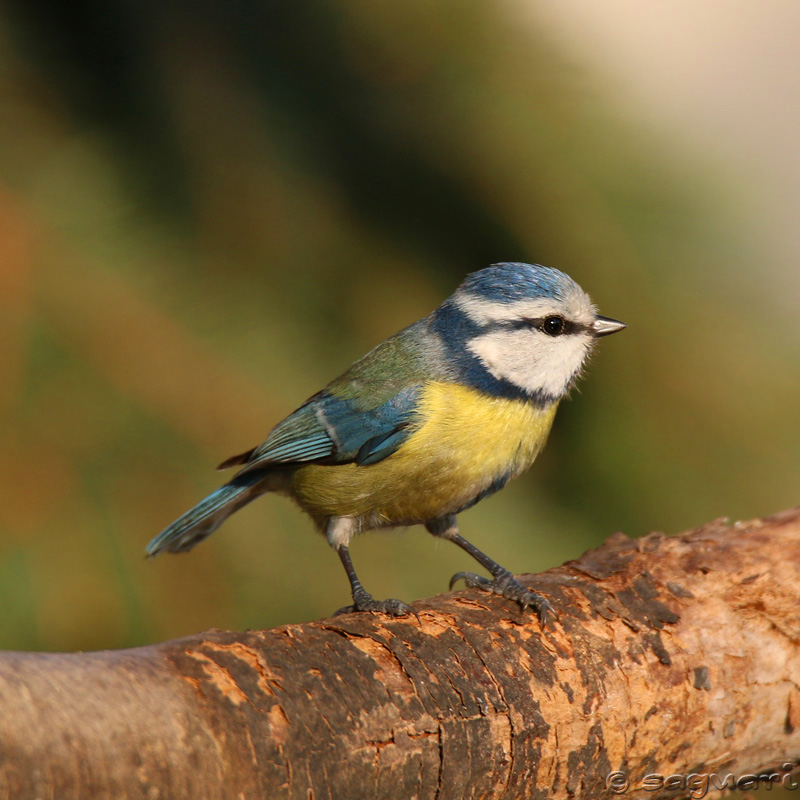 Parus caeruleus - sýkorka belasá 05