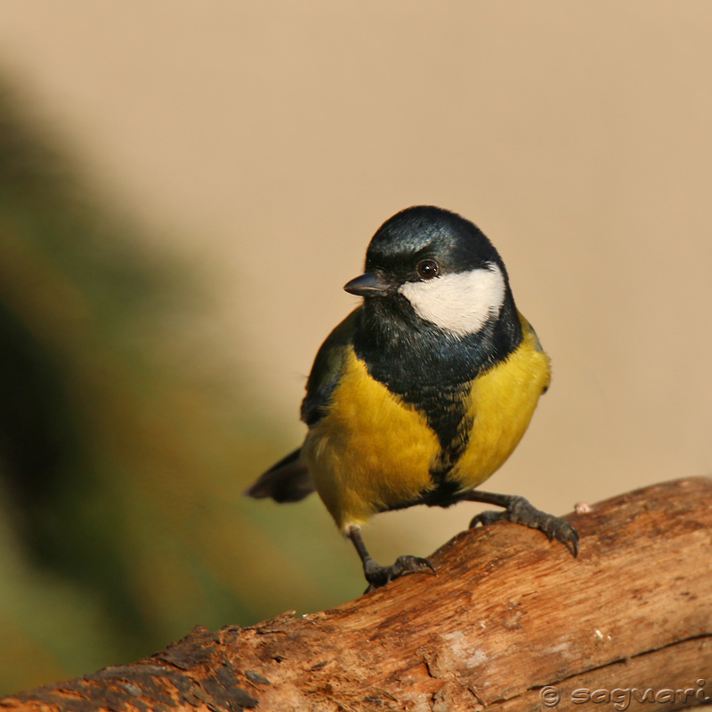 Parus major - sýkorka veľká 04