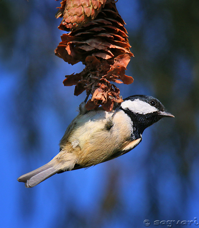 Periparus ater - (sýkorka uhliarka 01