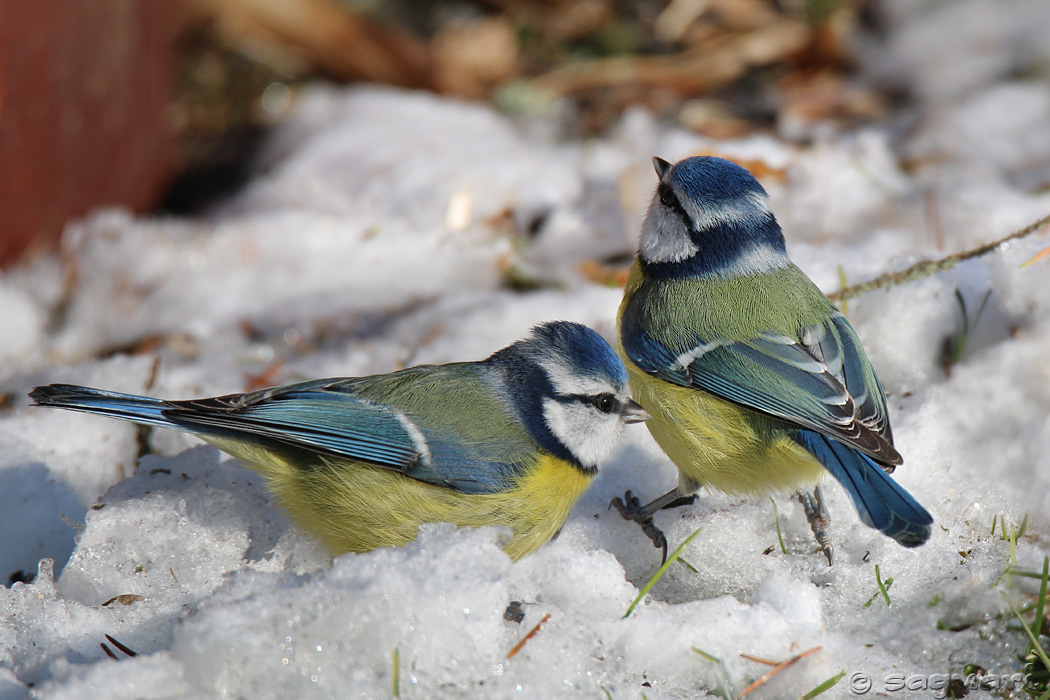 Parus caeruleus - sýkorka belasá 06