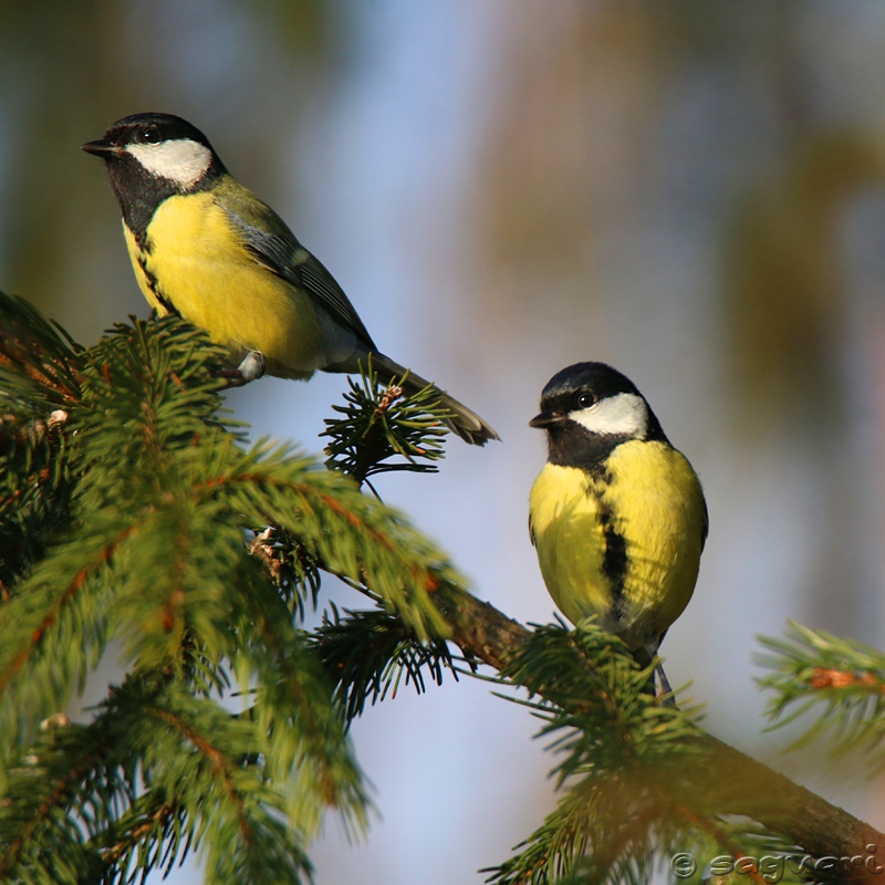 Parus major - sýkorka veľká 05