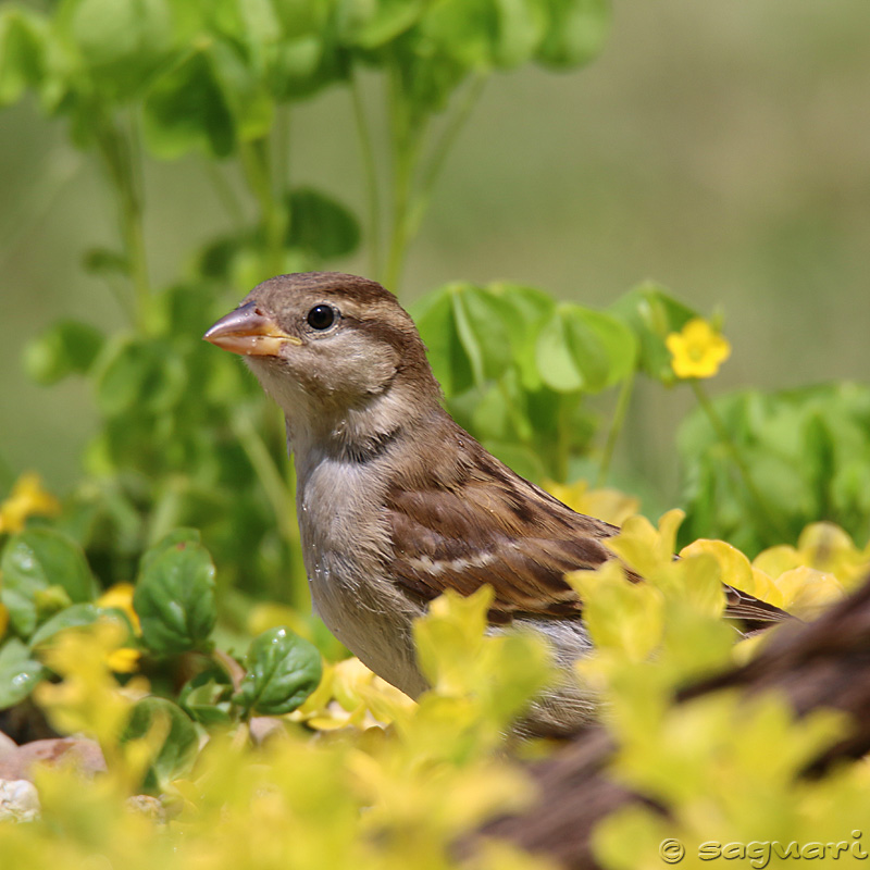 Passer domesticus - vrabec domový 16