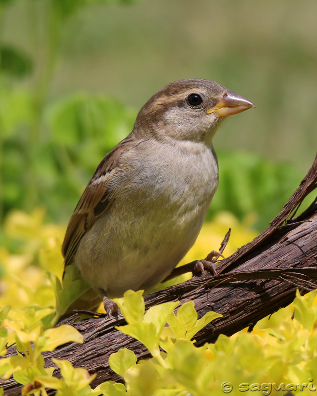 Passer domesticus - vrabec domový 17