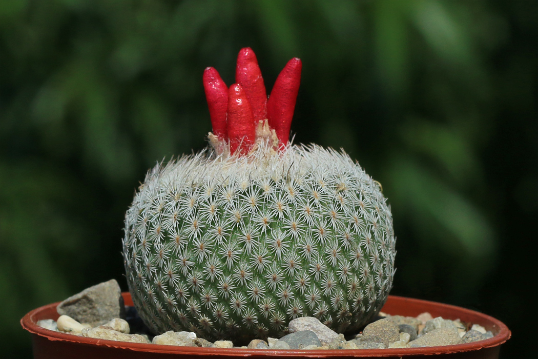 Epithelantha micromeris