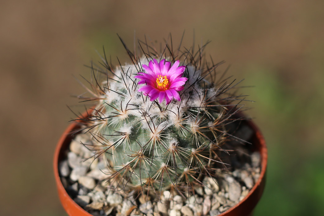 Gymnocactus viereckii 1