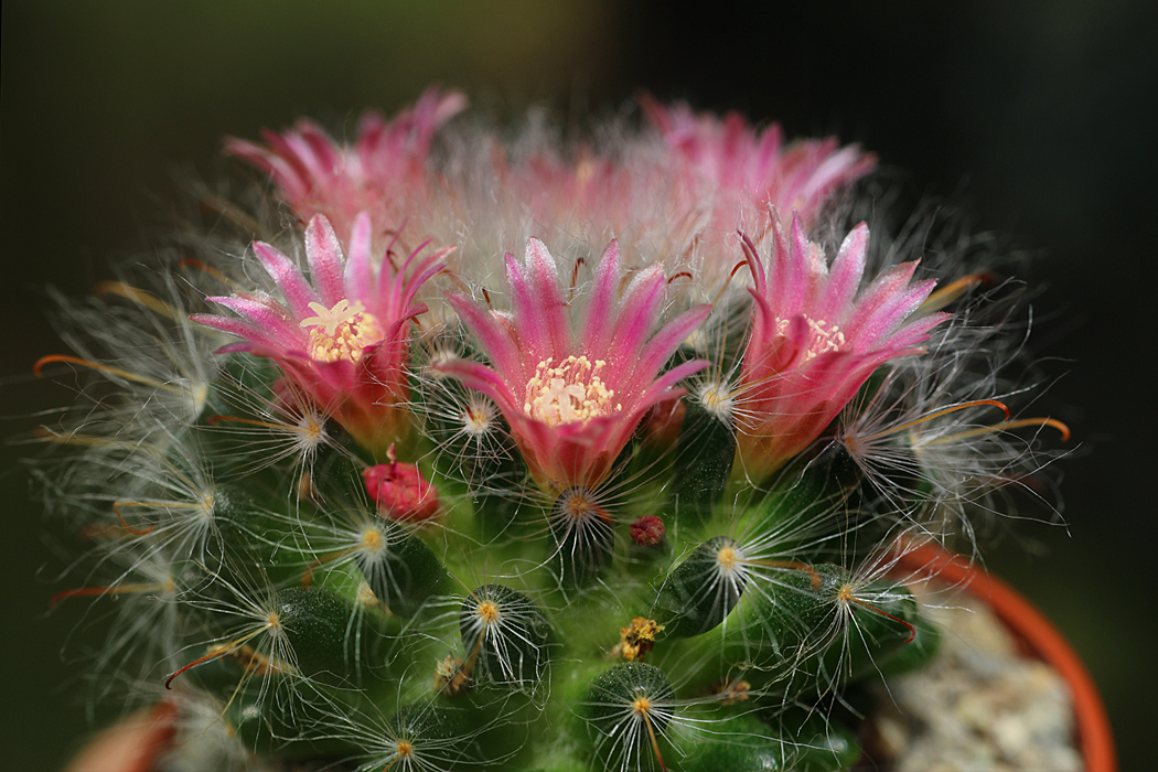 Mammillaria bocasana v. roseiflora