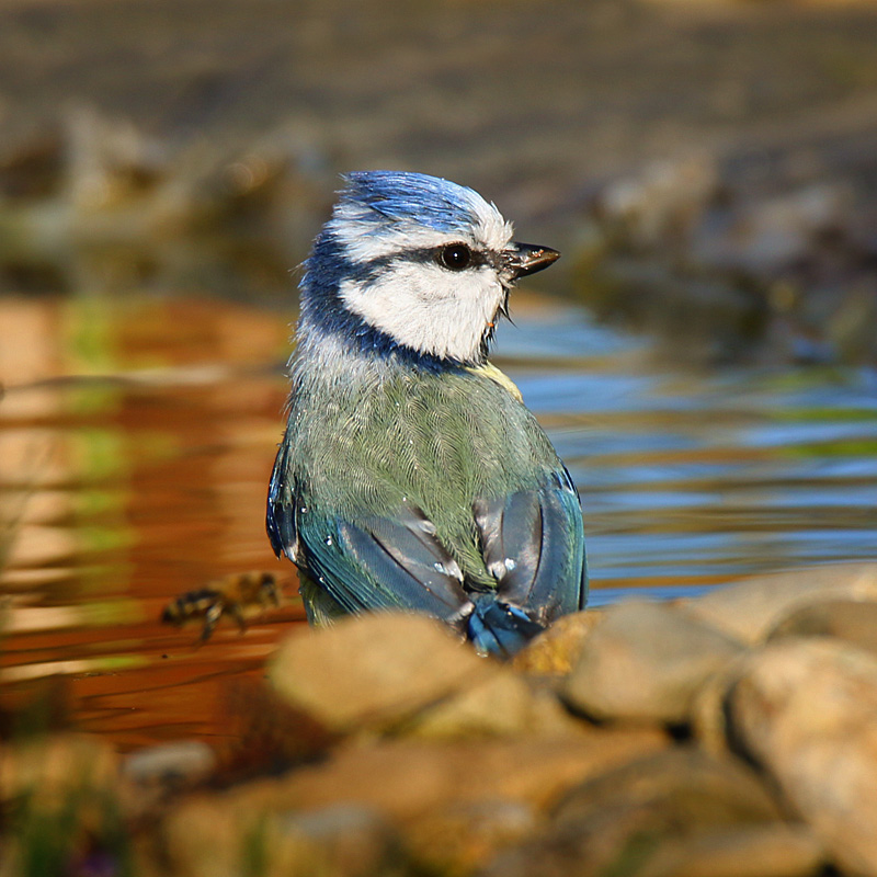 Parus caeruleus - sýkorka belasá 07