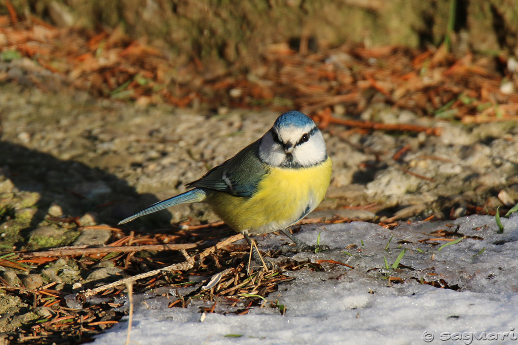 Parus caeruleus - sýkorka belasá 08