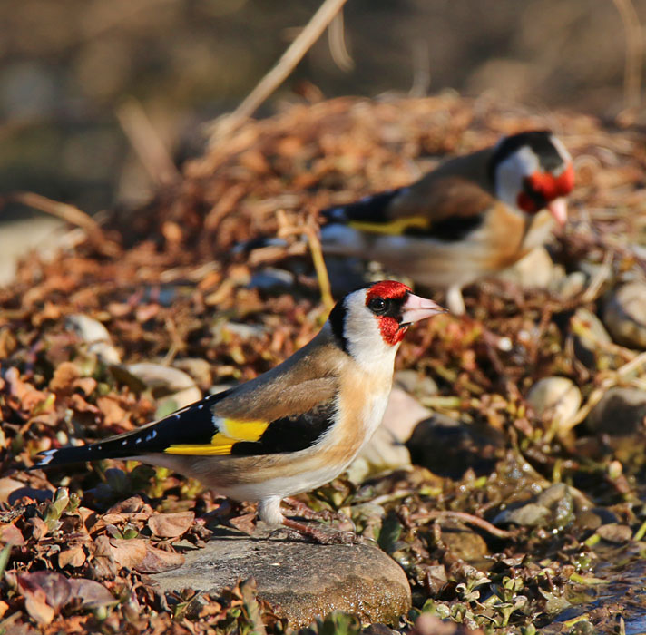 Carduelis carduelis - stehlík obyčajný 04