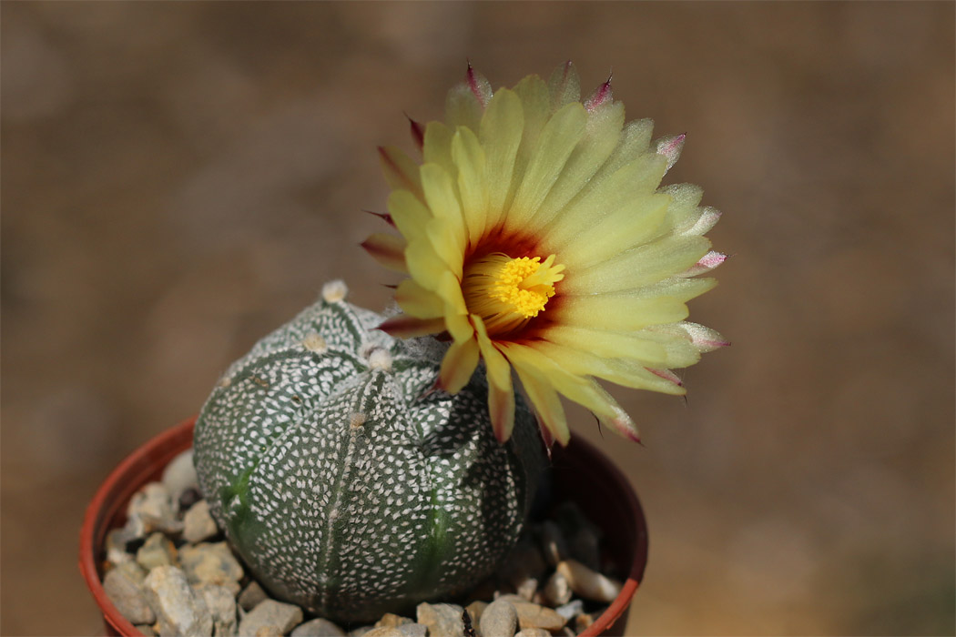Astrophytum Hybrid Coahuilense X Superkabuto