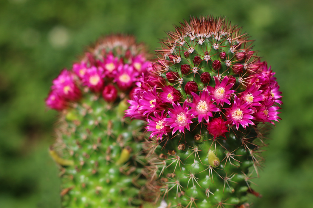 Mammillaria backebergiana v. ernestii 2