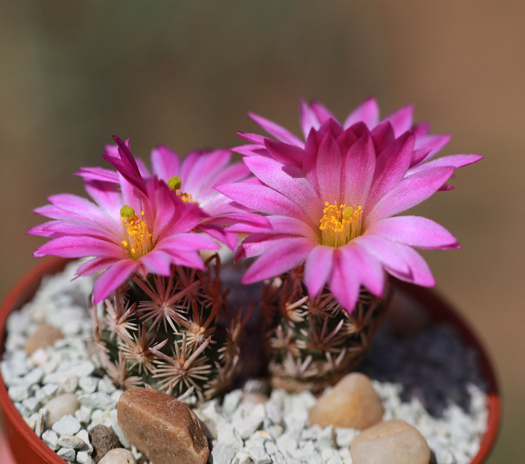 Escobaria minima