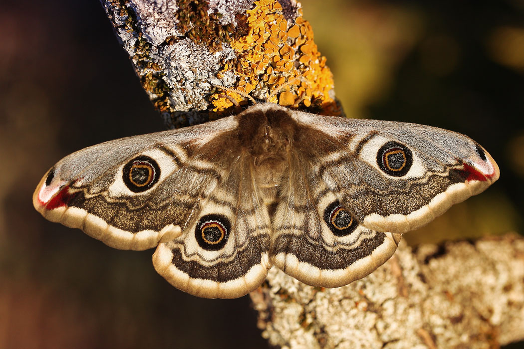 Saturnia pavonia