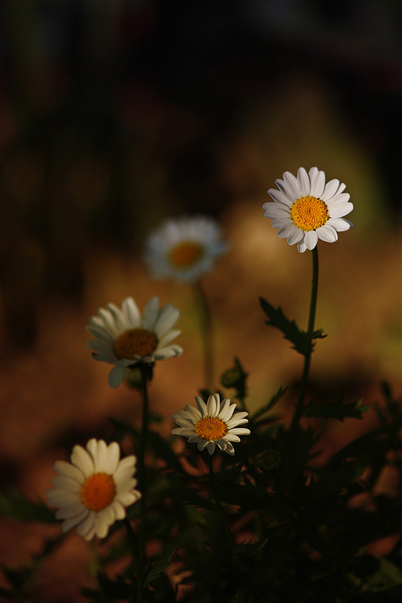 5 flowers