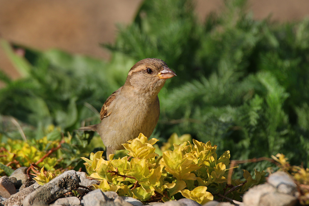 Passer domesticus - vrabec domový 19