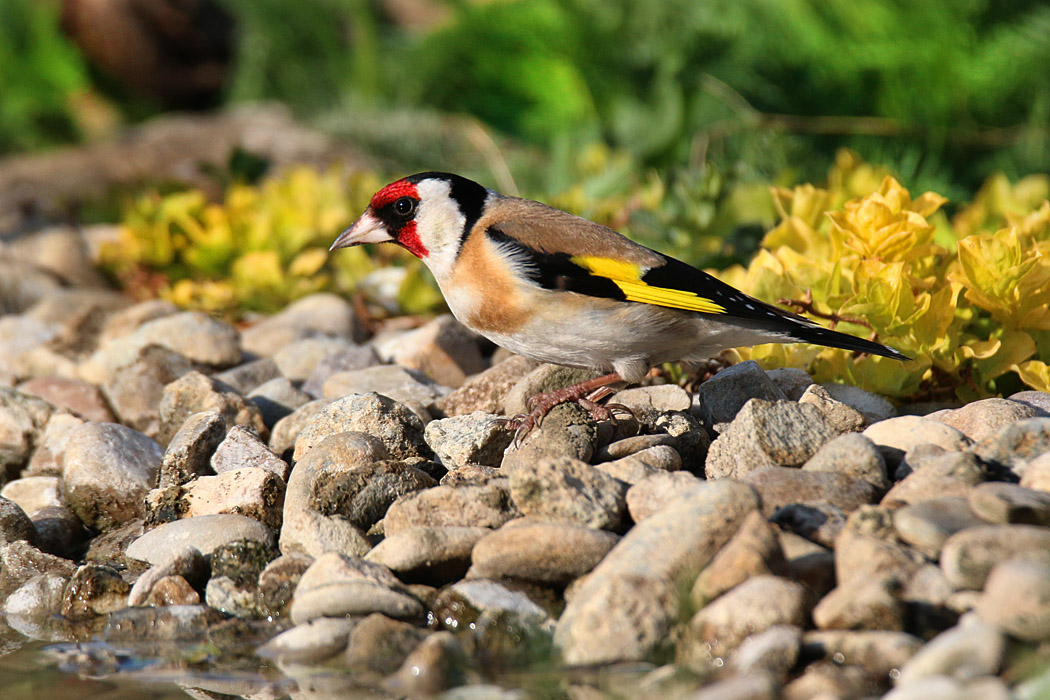 Carduelis carduelis - stehlík obyčajný 07