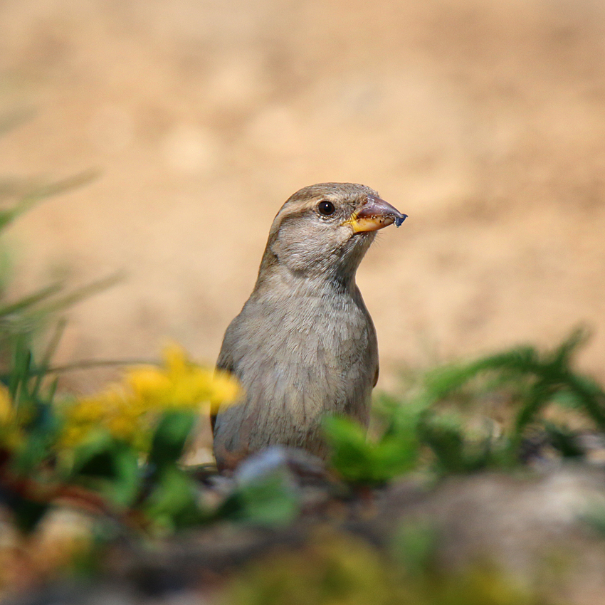 Passer domesticus - vrabec domový 20