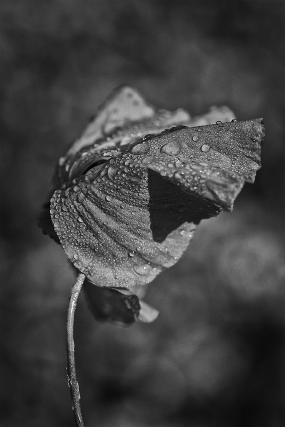 Dewy poppy