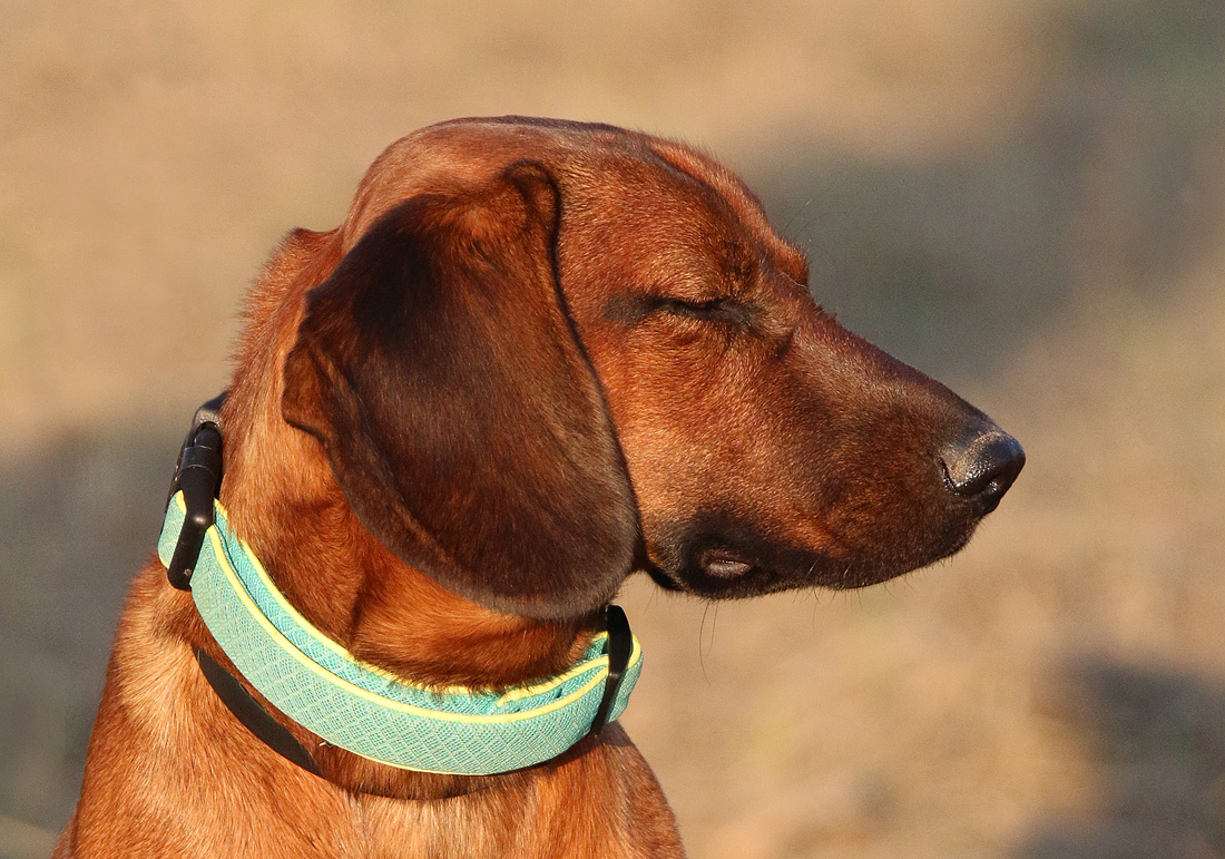 Scooby
