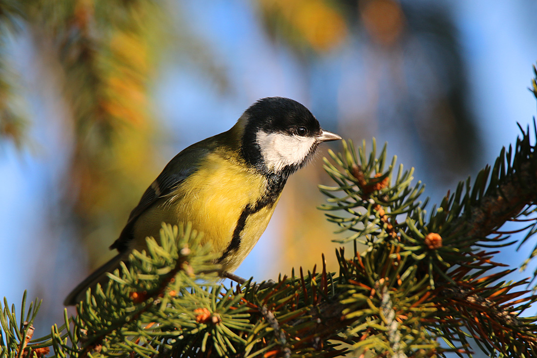 Parus major - sýkorka veľká 07