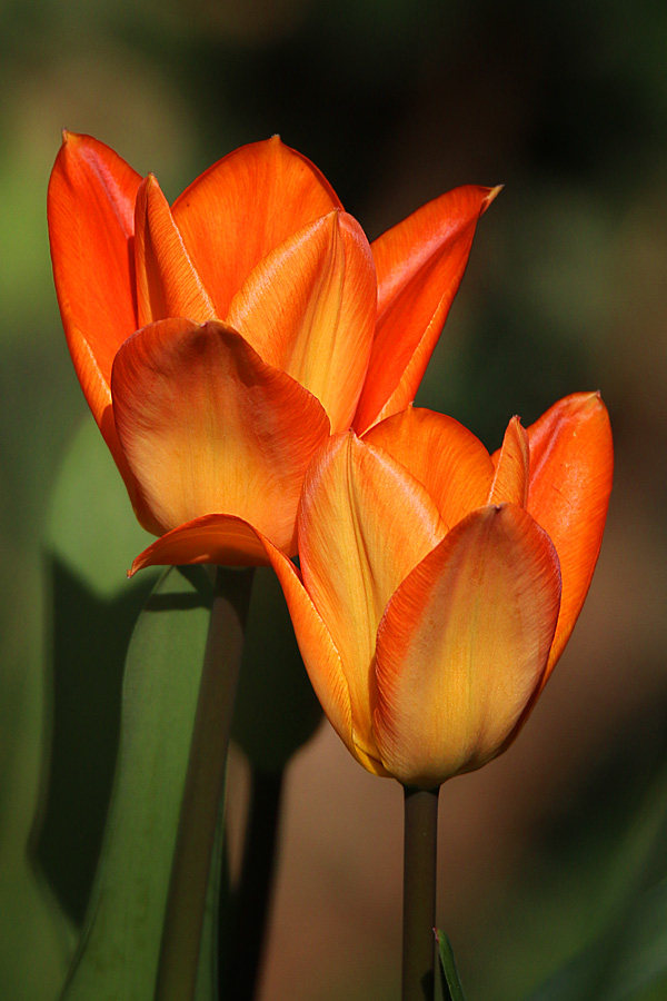 orange tulip
