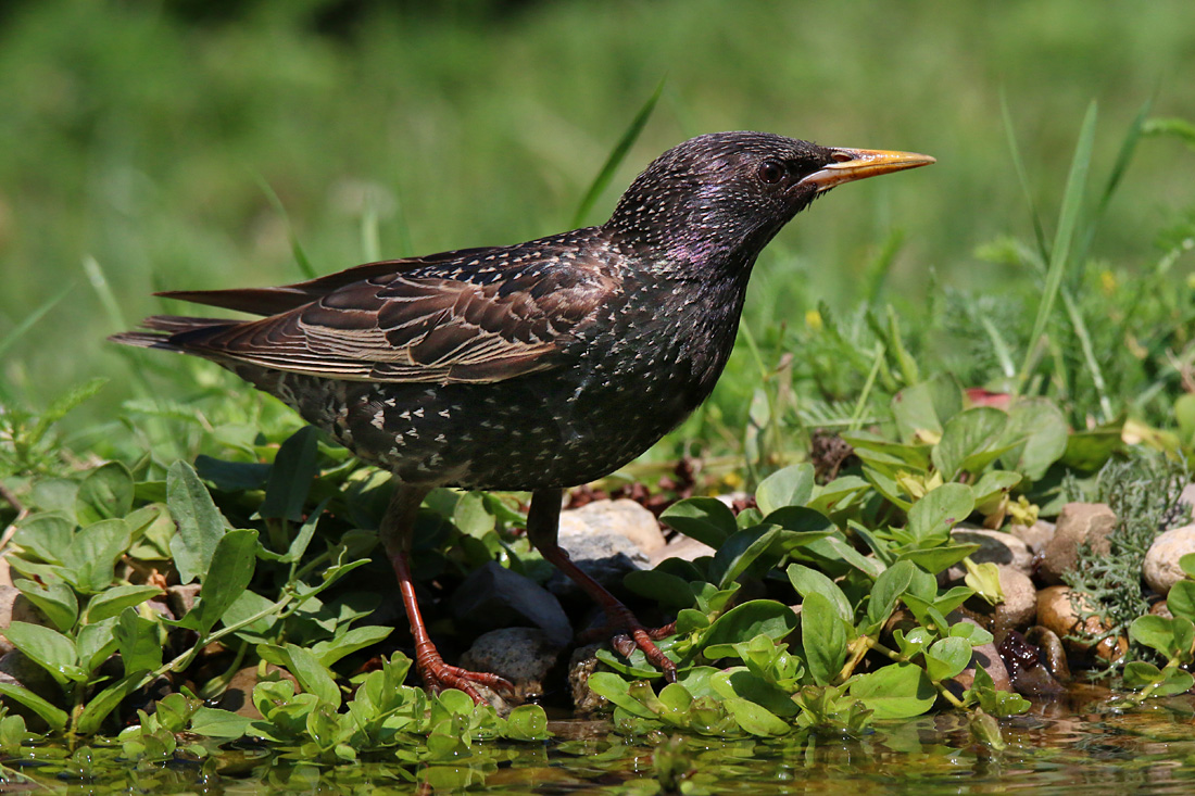 Sturnus vulgaris - škorec obyčajný 03