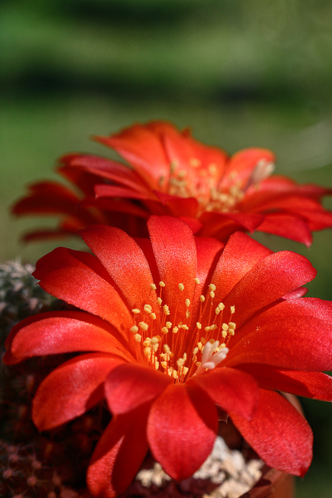 Rebutia grandiflora 2023