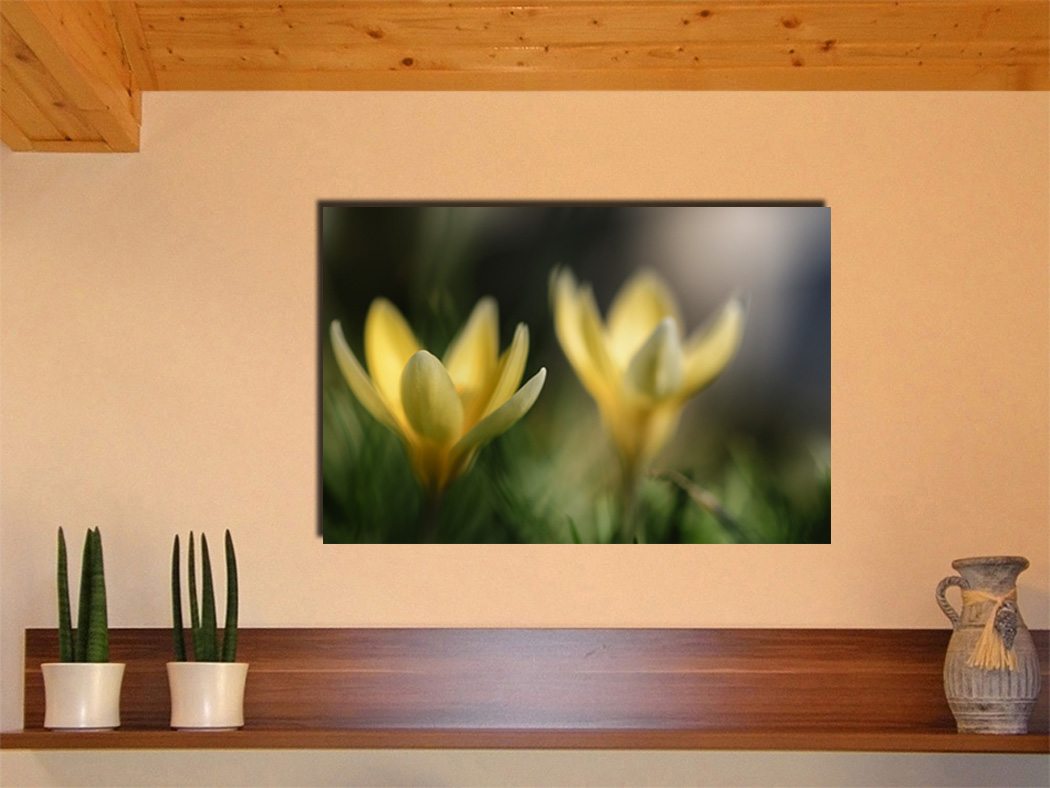Crocus - max 60x40cm